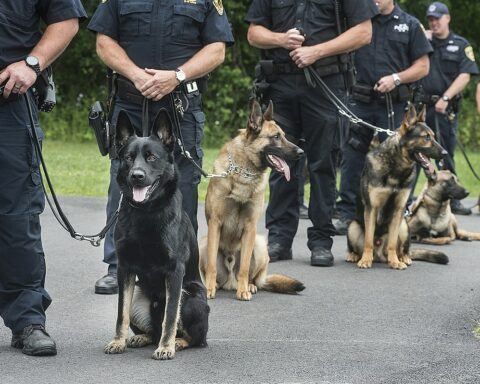 Police Canines Wait With Handlers