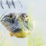 Alligator