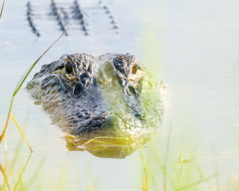 Alligator