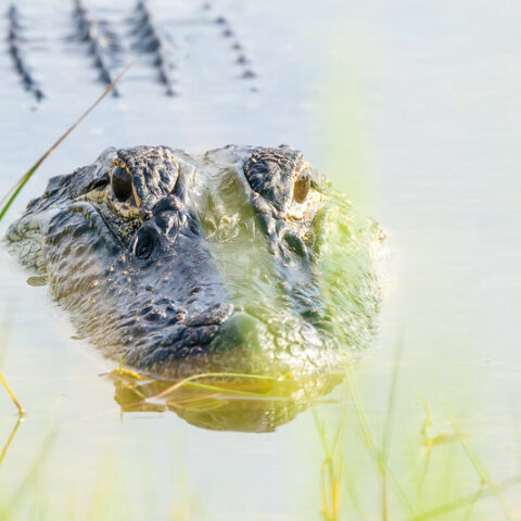 Alligator